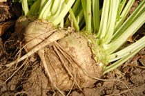 Το νέο βελτιωμένο, στις μεσαίες κατηγορίες ζαχαρικού τίτλου, τιμολόγιο της ΕΒΖ για τα τεύτλα