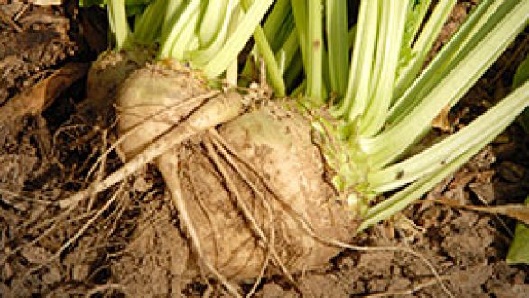 Το νέο βελτιωμένο, στις μεσαίες κατηγορίες ζαχαρικού τίτλου, τιμολόγιο της ΕΒΖ για τα τεύτλα