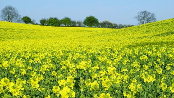Εγκρίθηκε η Μονάδα Παραγωγής Βιοντίζελ στις Φέρες