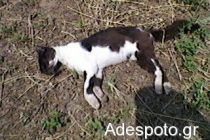 Ξάνθη: Φόλες σε 20 σκυλιά και γάτες, αδέσποτα και oικόσιτα