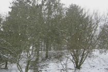 Έντονες χιονοπτώσεις στον Δήμο Ορεστιάδας