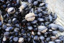 Απαγόρευση αλιείας οστρακοειδών στην Αλεξανδρούπολη λόγω ανίχνευσης λιποφιλικών βιοτοξινών.