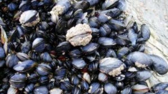 Απαγόρευση αλιείας οστρακοειδών στην Αλεξανδρούπολη λόγω ανίχνευσης λιποφιλικών βιοτοξινών.