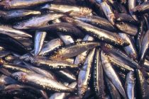 Μονοήμερη εκδρομή του Συλλόγου Αλιέων Ορεστιάδας