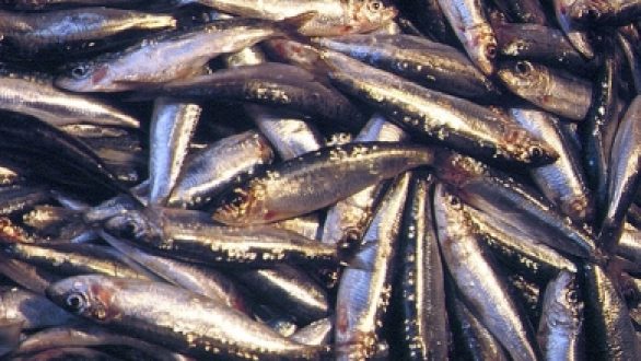 Μονοήμερη εκδρομή του Συλλόγου Αλιέων Ορεστιάδας