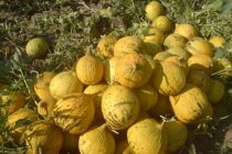 Τι θα γίνει με τους πεπονοπαραγωγούς του Έβρου ρωτά βουλευτής του ΠΑ.ΣΟ.Κ.