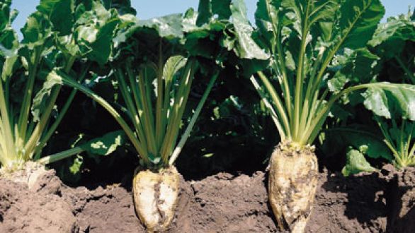 ΕΝΟΤΗΤΑ:Με αργούς ρυθμούς συγκομίζονται τα τεύτλα