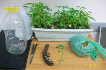 Σύλληψη τεσσάρων για καλλιέργεια φυτών κάνναβης
