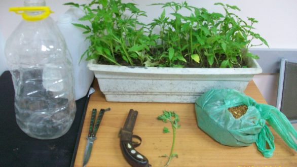 Σύλληψη τεσσάρων για καλλιέργεια φυτών κάνναβης