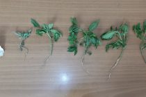 Σύλληψη ημεδαπού για καλλιέργεια φυτών κάνναβης