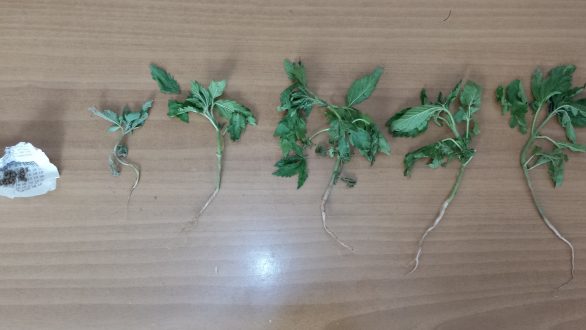 Σύλληψη ημεδαπού για καλλιέργεια φυτών κάνναβης