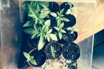 Σύλληψη 36χρονού για καλλιέργεια φυτών κάνναβης