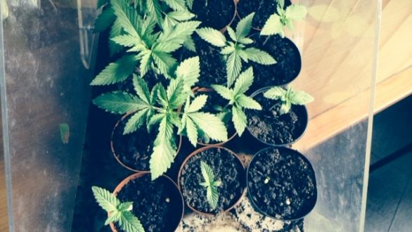 Σύλληψη 36χρονού για καλλιέργεια φυτών κάνναβης