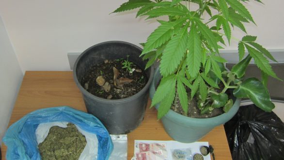 Σύλληψη για καλλιέργεια φυτών κάνναβης και πώληση ναρκωτικών
