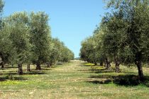 Προειδοποίηση προς τους παραγωγούς Ελιάς για Πυρηνοτρήτη