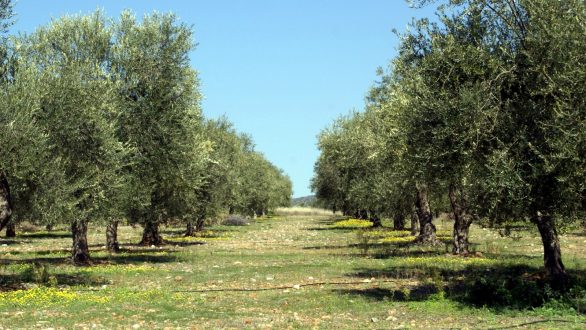 Προειδοποίηση προς τους παραγωγούς Ελιάς για Πυρηνοτρήτη