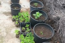 Σύλληψη 53 χρονού για καλλιέργεια φυτών κάνναβης