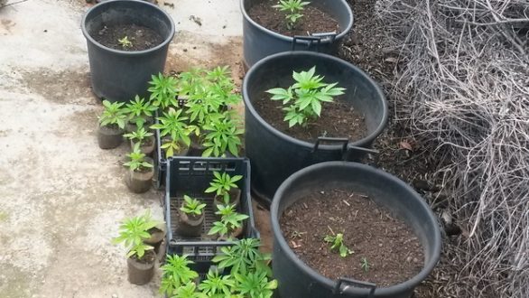 Σύλληψη 53 χρονού για καλλιέργεια φυτών κάνναβης