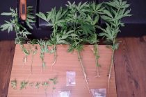 Σύλληψη για καλλιέργεια φυτών κάνναβης και κατοχή ναρκωτικών