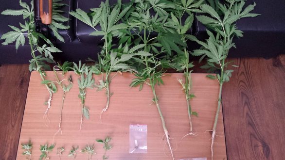 Σύλληψη για καλλιέργεια φυτών κάνναβης και κατοχή ναρκωτικών
