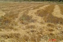 Απαγόρευση καύσης καλαμιών