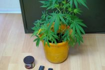 Σύλληψη ημεδαπού για διακίνηση-κατοχή ναρκωτικών και καλλιέργεια δενδρυλλίου κάνναβης