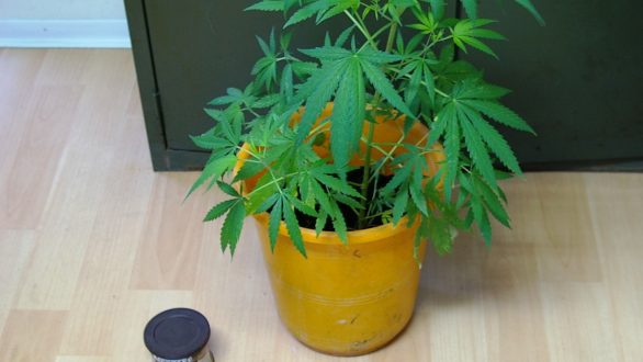 Σύλληψη ημεδαπού για διακίνηση-κατοχή ναρκωτικών και καλλιέργεια δενδρυλλίου κάνναβης