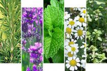 Αλεξανδρούπολη: Συνάντηση για ενδιαφερόμενους καλλιεργητές αρωματικών και φαρμακευτικών φυτών