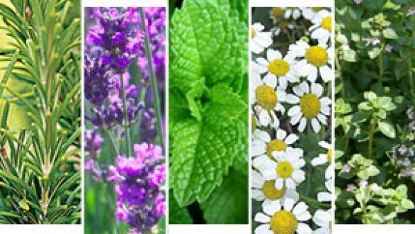 Αλεξανδρούπολη: Συνάντηση για ενδιαφερόμενους καλλιεργητές αρωματικών και φαρμακευτικών φυτών