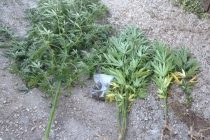 Σύλληψη ημεδαπού για καλλιέργεια δενδρυλλίων κάνναβης