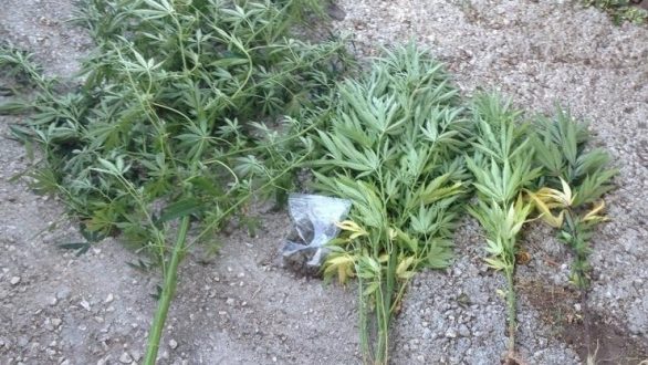 Σύλληψη ημεδαπού για καλλιέργεια δενδρυλλίων κάνναβης