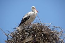 Δεύτερη εθνική απογραφή λευκών πελαργών