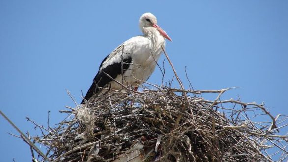 Δεύτερη εθνική απογραφή λευκών πελαργών