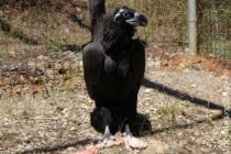 Συνάντηση για τη σύνταξη ενός Εθνικού Σχεδίου Δράσης που αφορά τρία είδη γυπών