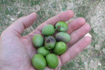 Δελτίο ψεκασμού για δάκο