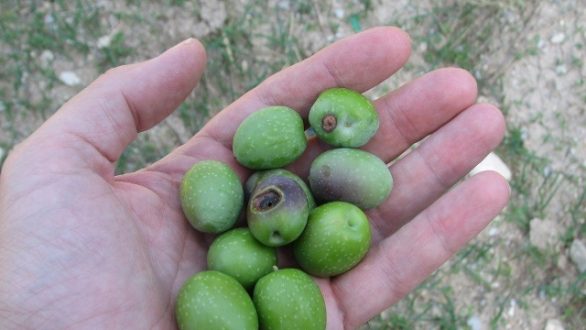Μεγάλη έξαρση του δάκου στην περιοχή της Αλεξανδρούπολης