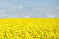 Έναρξη κατάρτισης συμβάσεων για καλλιέργεια ελαιοκράμβης από την ΕΑΣ Ορεστιάδας