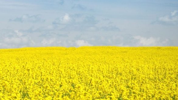 Έναρξη κατάρτισης συμβάσεων για καλλιέργεια ελαιοκράμβης από την ΕΑΣ Ορεστιάδας