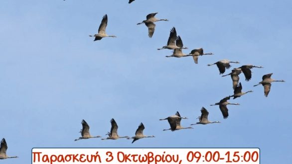 Ευρωπαϊκή Γιορτή των Πουλιών στη Δαδιά