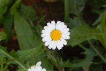 Μια βόλτα με τον Περιηγητικό και Φυσιολατρικό Όμιλο Πενταλόφου “Δρυμός”