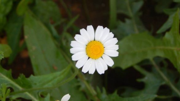 Μια βόλτα με τον Περιηγητικό και Φυσιολατρικό Όμιλο Πενταλόφου “Δρυμός”