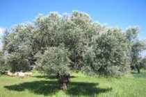 Με επιτυχία ολοκληρώθηκε το σεμινάριο «Μέθοδοι βιώσιμης διαχείρισης για την ελαιοκαλλιέργεια»