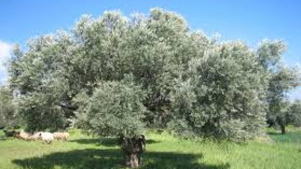 Με επιτυχία ολοκληρώθηκε το σεμινάριο «Μέθοδοι βιώσιμης διαχείρισης για την ελαιοκαλλιέργεια»