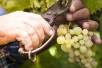 «Δήλωση Συγκομιδής Αμπελουργικών Προϊόντων»