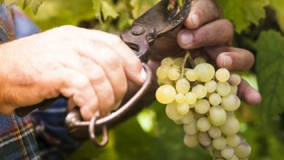 «Δήλωση Συγκομιδής Αμπελουργικών Προϊόντων»