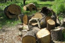 Δωρεά ξυλείας από την Ι.Μ. Ιβήρων στον Ναό της Χώρας Σαμοθράκης