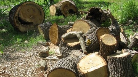 Δωρεά ξυλείας από την Ι.Μ. Ιβήρων στον Ναό της Χώρας Σαμοθράκης