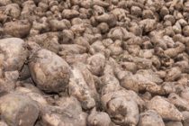 Υποβολή δηλώσεων εφαρμογής. «Σύστημα Ολοκληρωμένης Διαχείρισης στην παραγωγή σακχαρότευτλων»