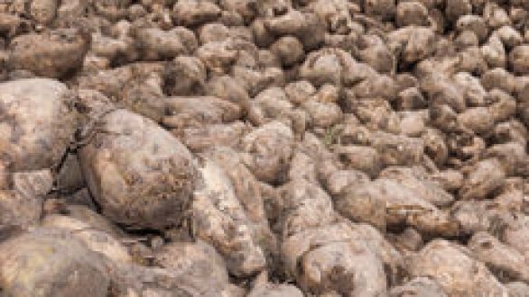 Ενισχύσεις de minimis στους τευτλοπαραγωγούς εξήγγειλε ο Αραχωβίτης