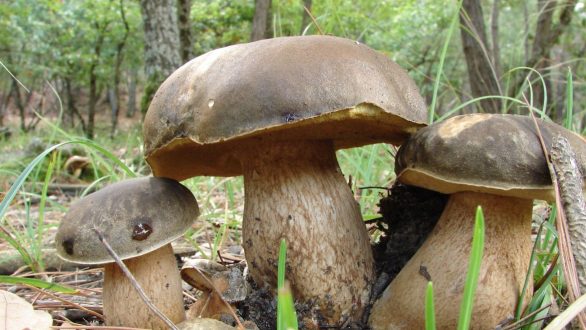 Με επιτυχία πραγματοποιήθηκε η εσπερίδα με θέμα «Το μανιτάρι μια εναλλακτική μορφή καλλιέργειας»